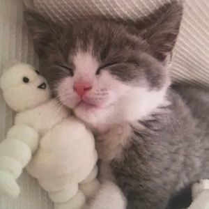 Meet your Posher, Theodore